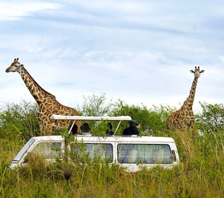 two Giraffes spotted with 4WD Kombi in view tourists private photographic safari ©bushtreksafaris