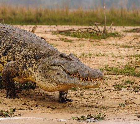 nile crocodile Walking into Mara River kenya safari ©bushtreksafaris