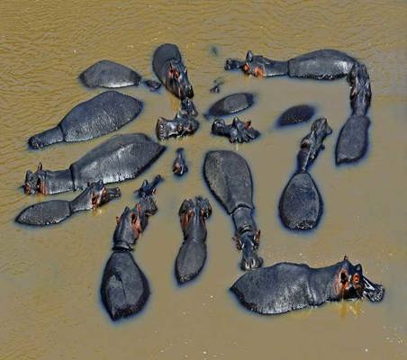 Family of Hippos on a Pool Mara river nature walk banks on Kenya private guided safari ©bushtreksafaris