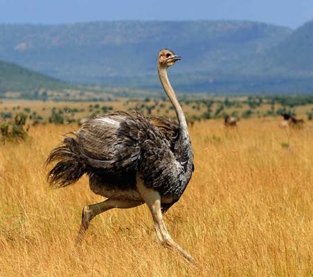 Ostrich Running Masai Mara on a Kenya safari in the dry season ©bushtreksafaris