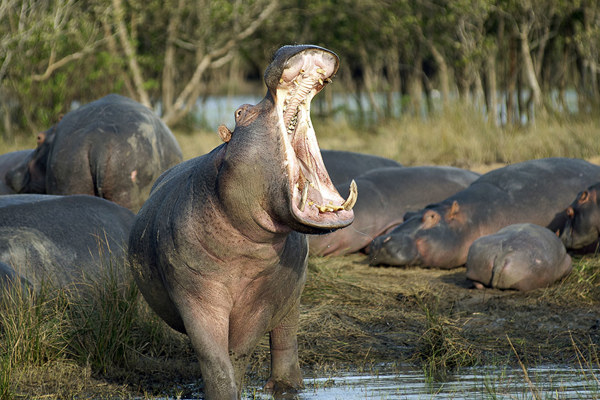 Yawning Hippo Tarangire national park photography safari ©