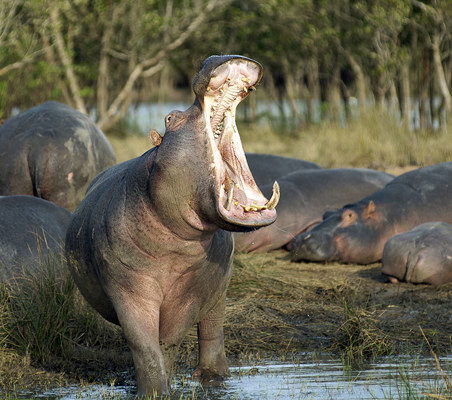 Yawning Hippo Tarangire national park photography safari ©
