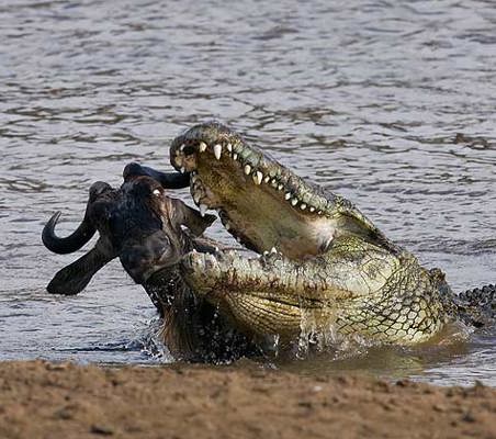 Crocodile jaws open attacking wildebeest migration mara river bank
