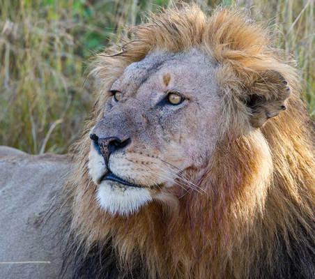 beautiful closeup lion stare on luxury game drive in serengeti ®bushtreksafaris