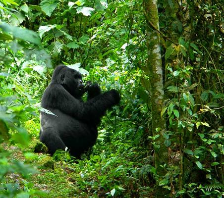 male Gorilla sighting in Bwindi Uganda tracking safari ©bushtreksafaris