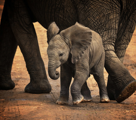baby elephant flapping ears kenya safari ®bushtreksafaris