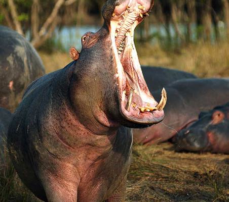 Yawning Hippo Tarangire spectacular photography safari breathtaking wild africa safari ©bushtreksafaris